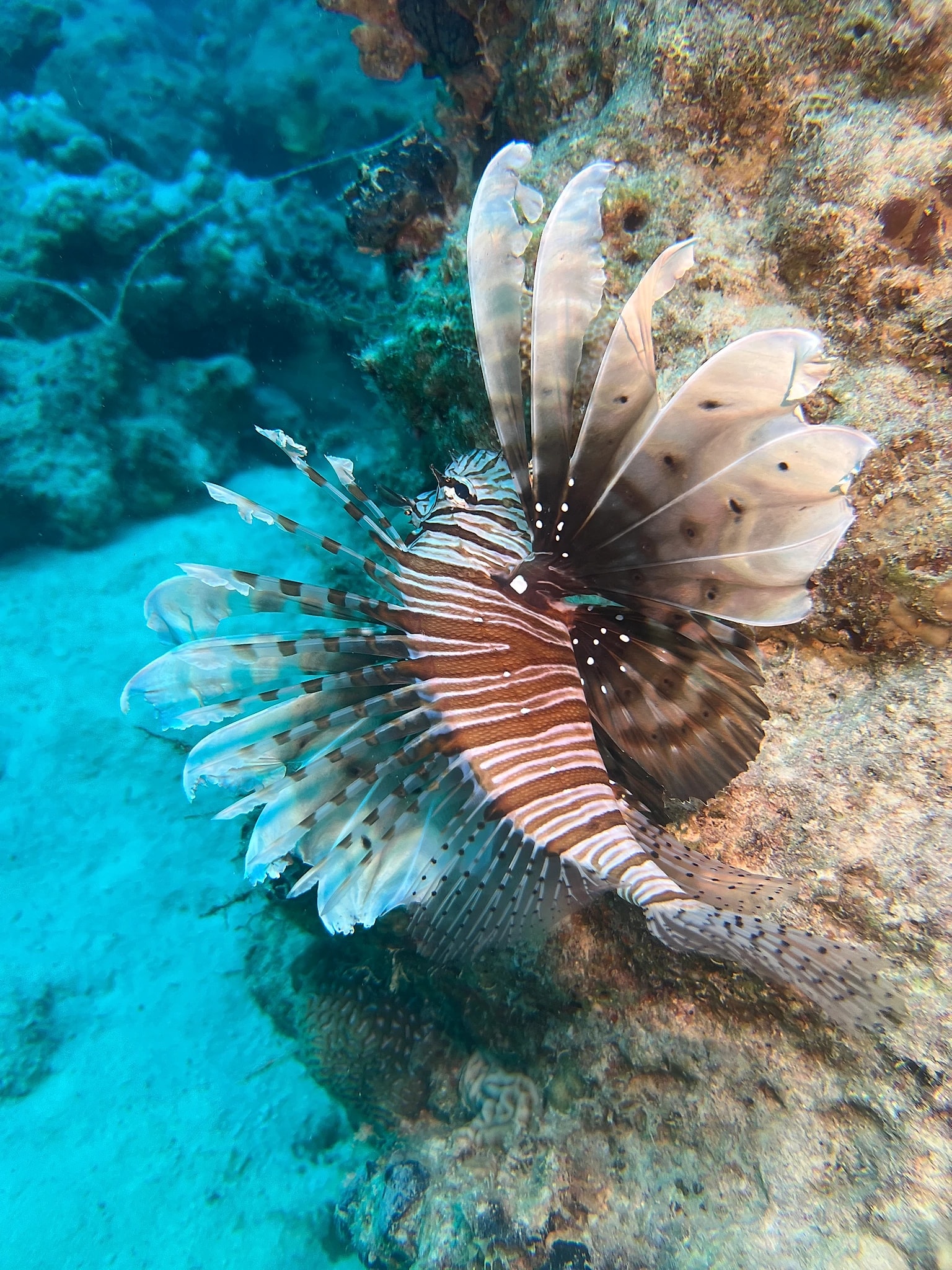 SeeVibe Travel & Dive