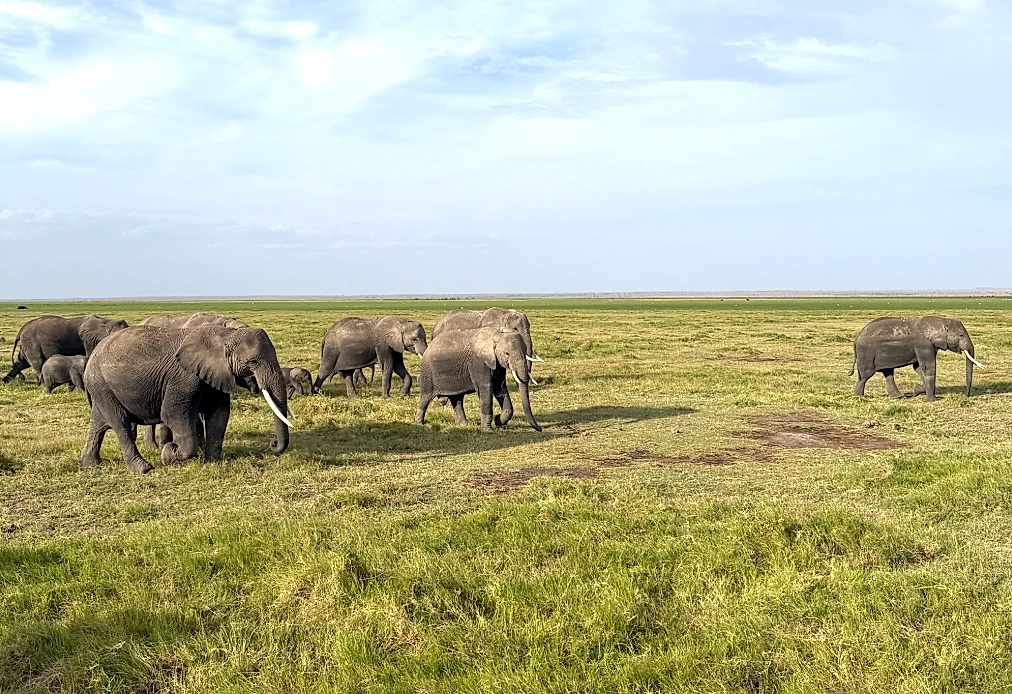 Where the Wild Still Roams: A Kenya Safari Guide