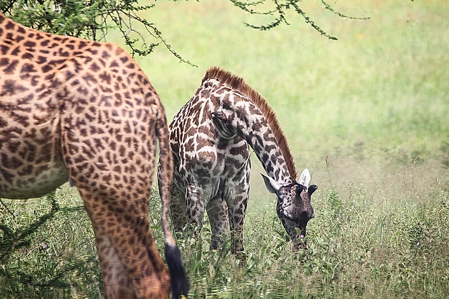 Safari in Serengetii, Ngorongoro Crater, Tarangire and Climbing Mount Kilimanjaro