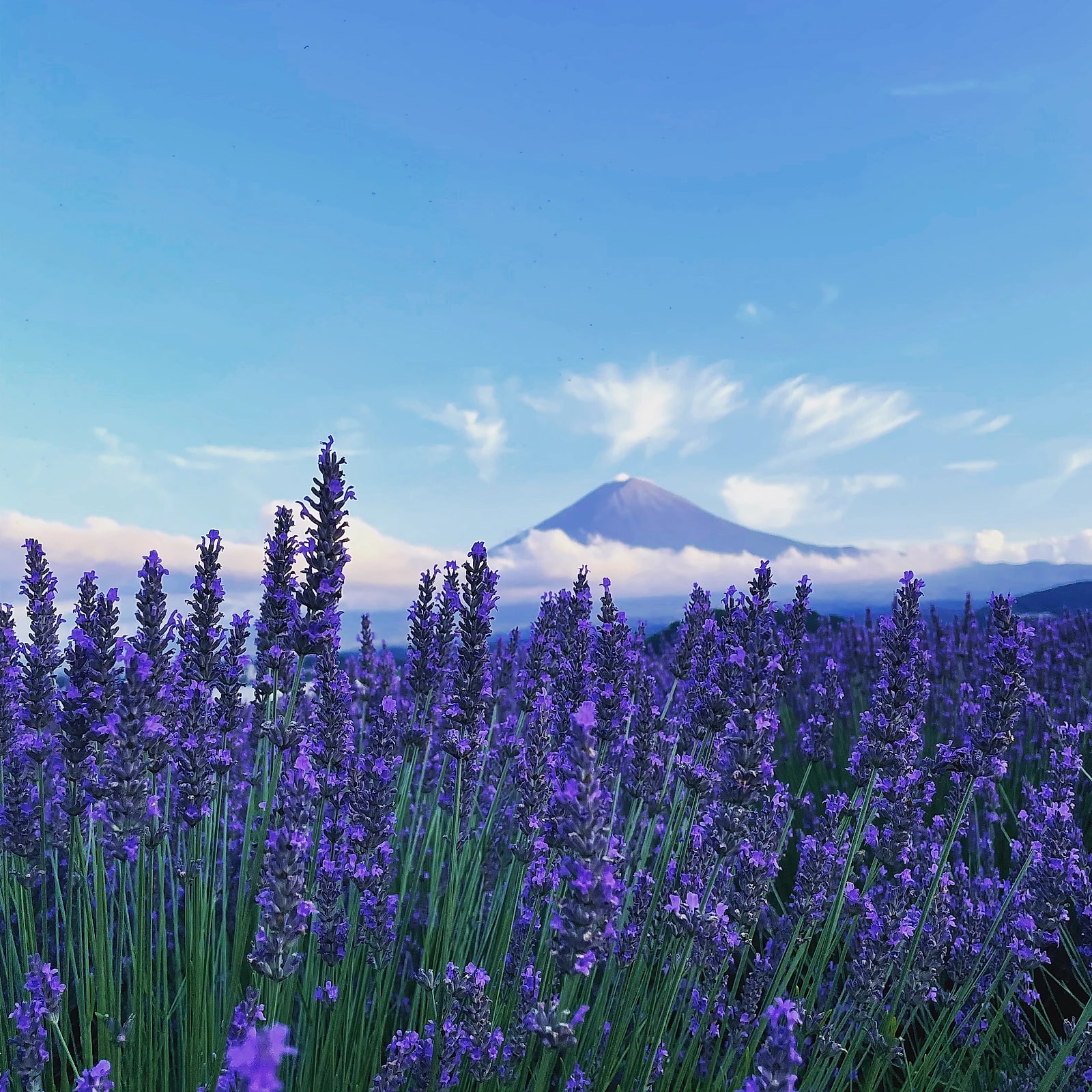 Planning a trip to Japan? Here is your Japan specialist