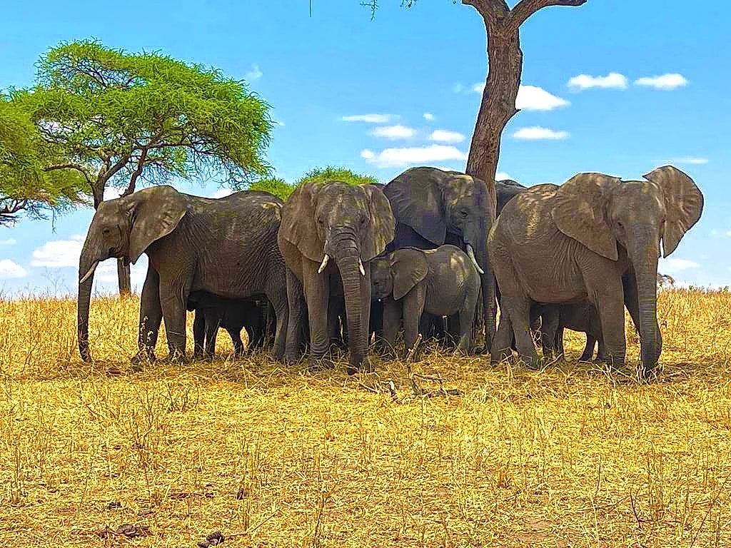 Discover Tanzania